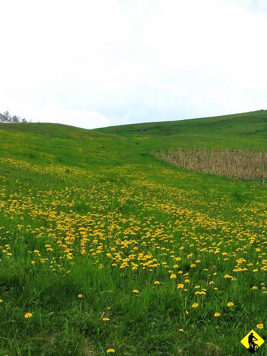 foto 070.jpg - Kwitnące mlecze na polach Beskidu Niskiego